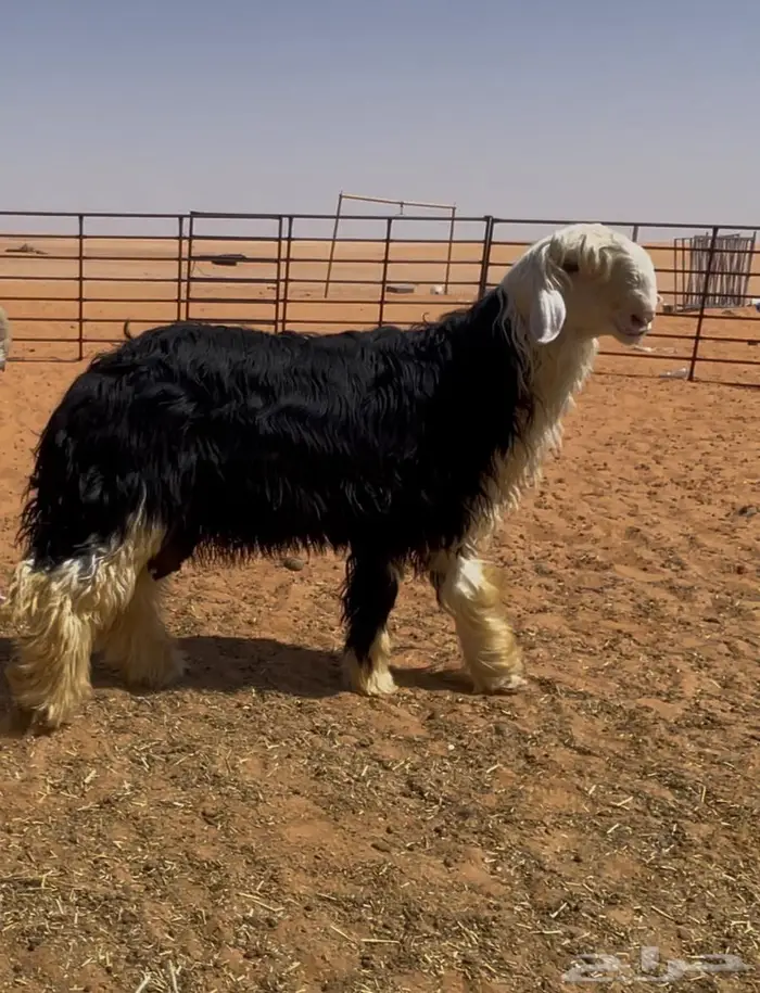 جذع نجدي صنف (مشروع فحل) (تم البيع) 2