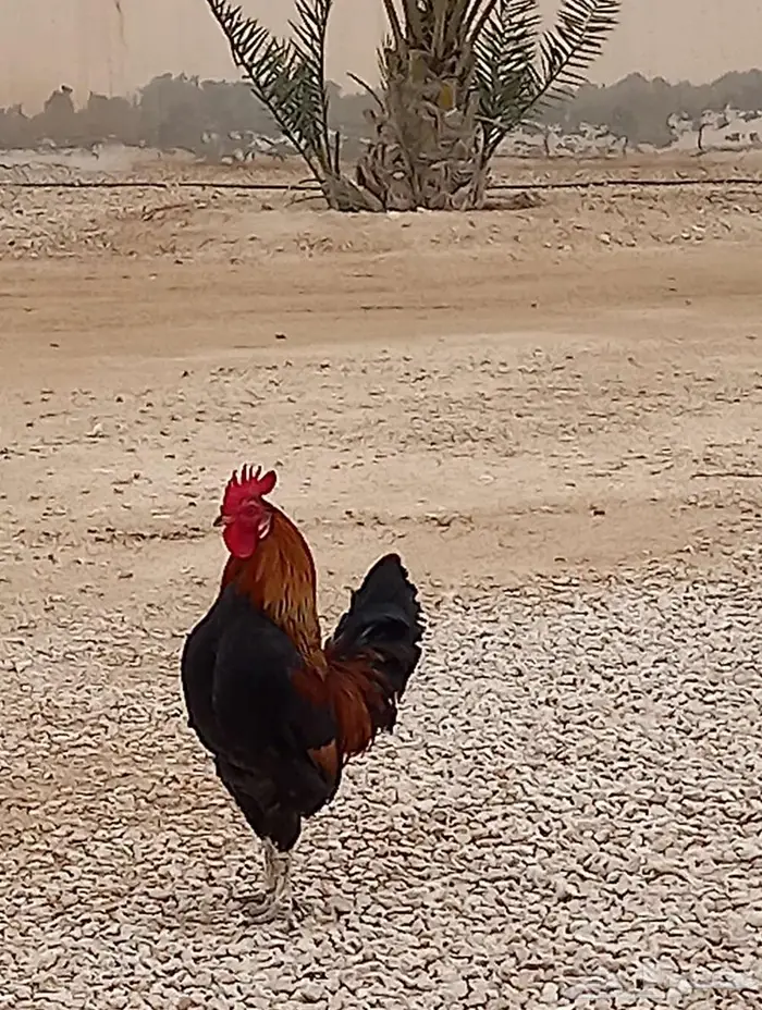 ديك فحل شرط 3