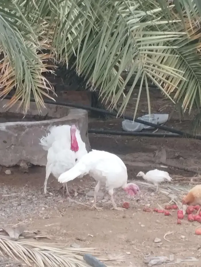 دجاج رومي 2