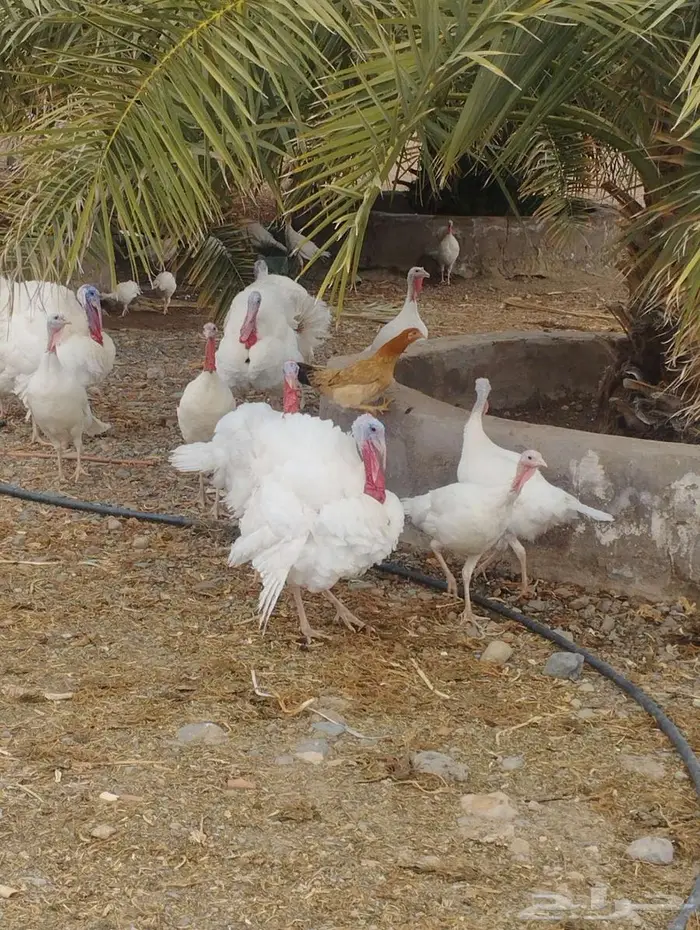 دجاج رومي 1