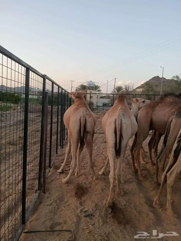 قعدان صومالى باسعار ترضيك للجملة والتفريد 1