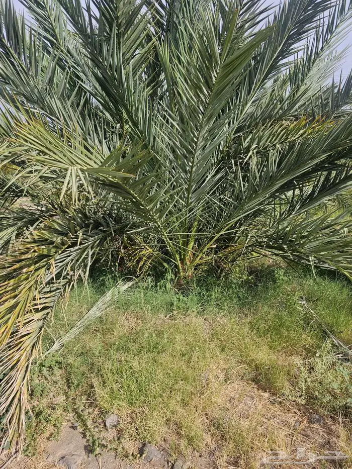 فسائل عجوة 0