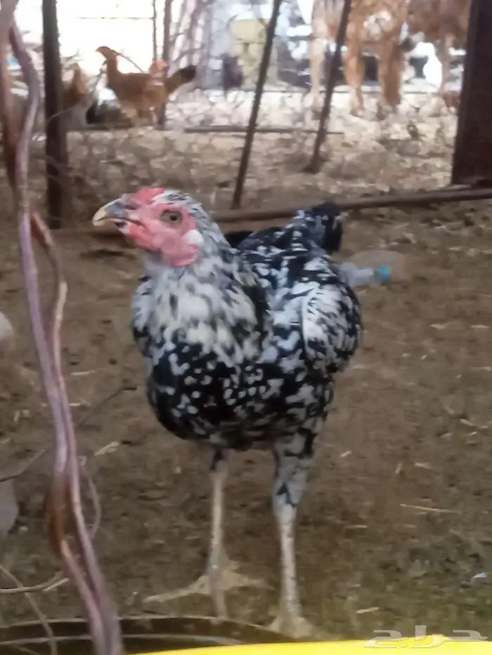 دجاج للبيع 2