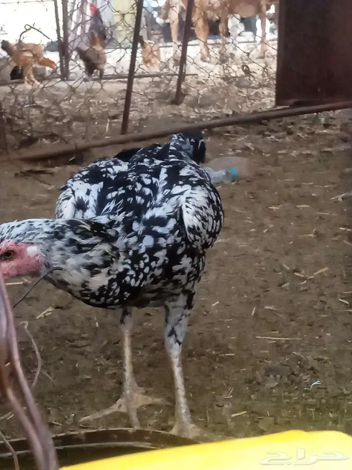 دجاج للبيع 3