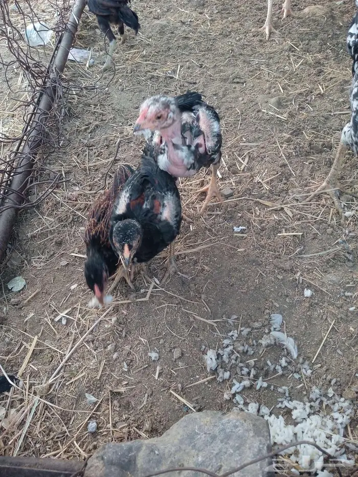دجاج للبيع 0