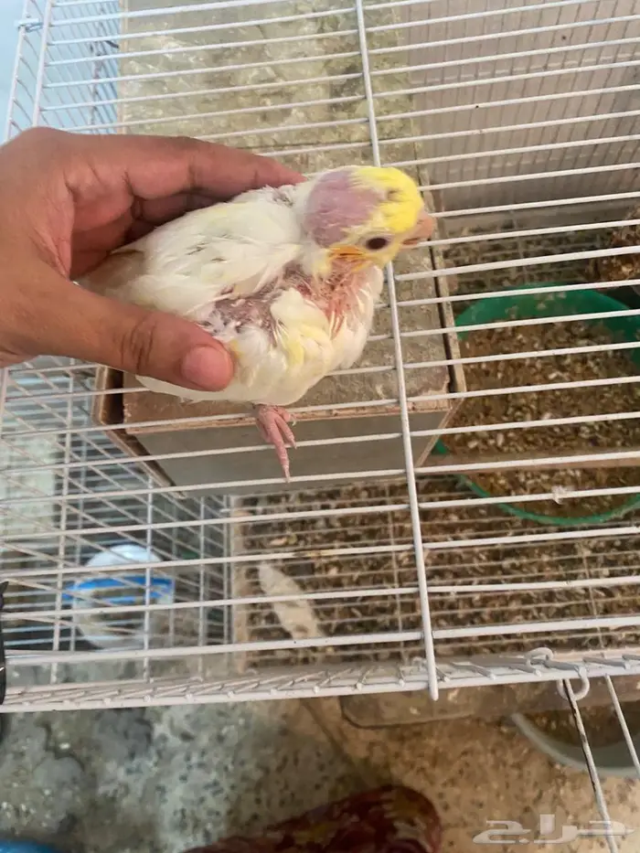 للبيع كروان لاتينو 1