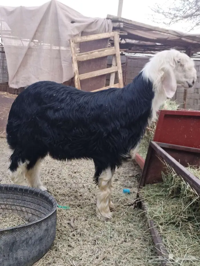 مشروع فحل نجدي صنف(تم البيع) 2