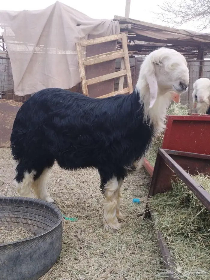 مشروع فحل نجدي صنف(تم البيع) 1