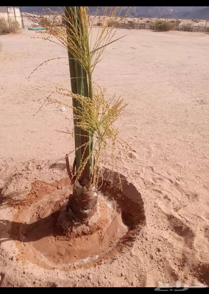 للبيع النخيل 2