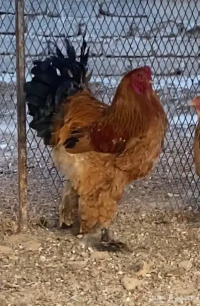 زوج فاخر براهما بوف 0