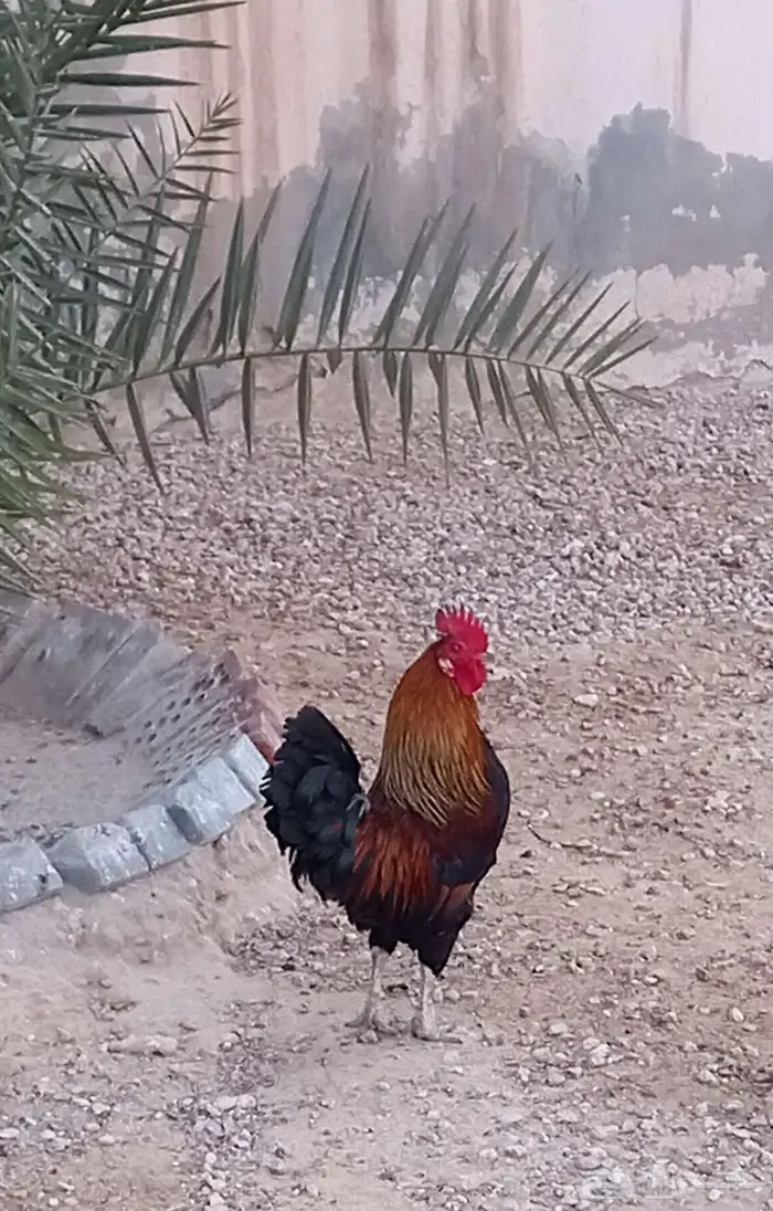 ديك فحل شرط 0