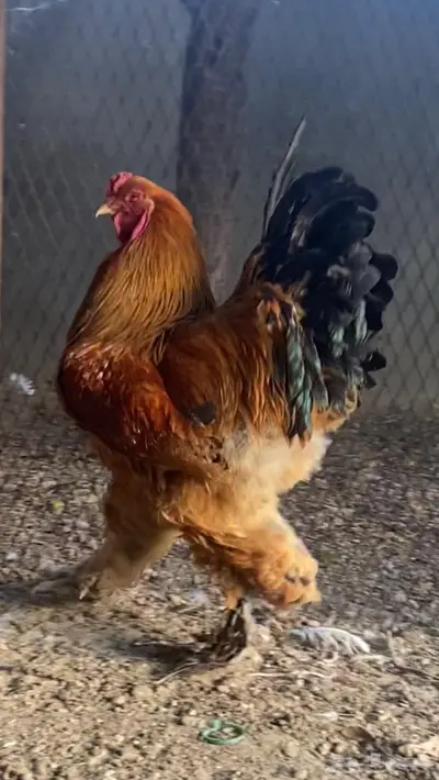 زوج فاخر براهما بوف 1