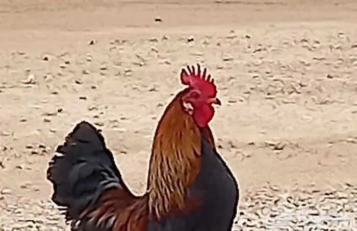 ديك فحل شرط 5