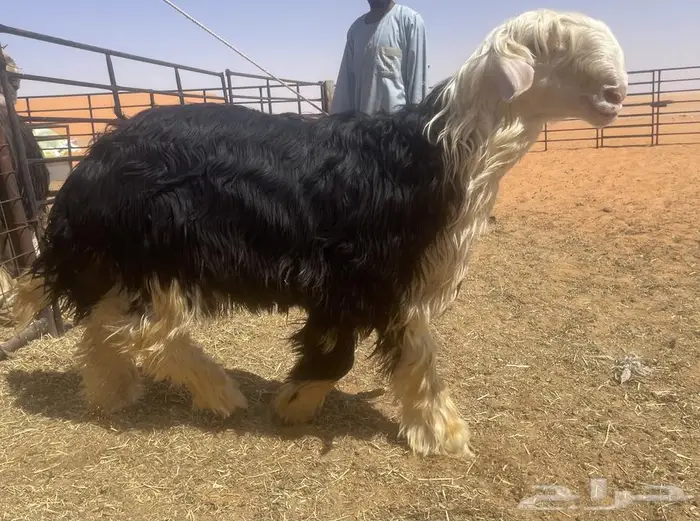 جذع نجدي صنف (مشروع فحل) (تم البيع) 1