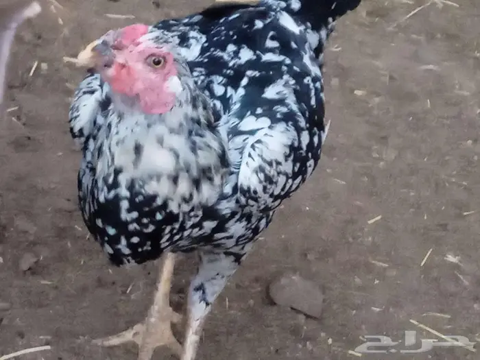 دجاج للبيع 5