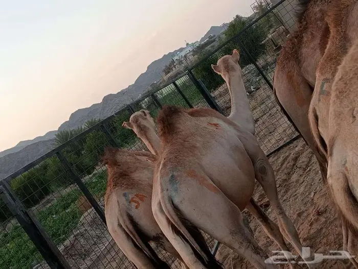 قعدان صومالى باسعار ترضيك للجملة والتفريد 6