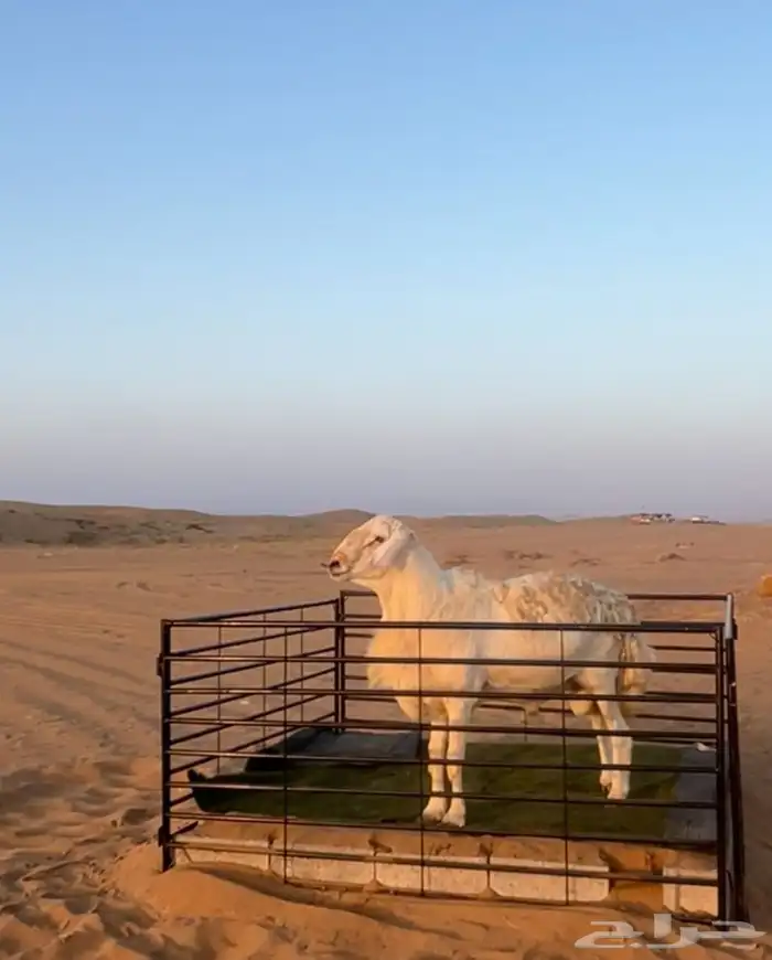فحل حري رباع صنف الصنف (( تم البيع )) 0