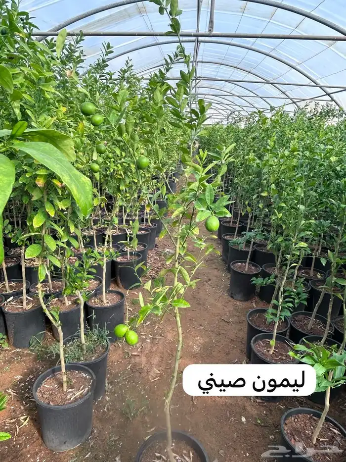 للبيع شتلات حمضيات 15