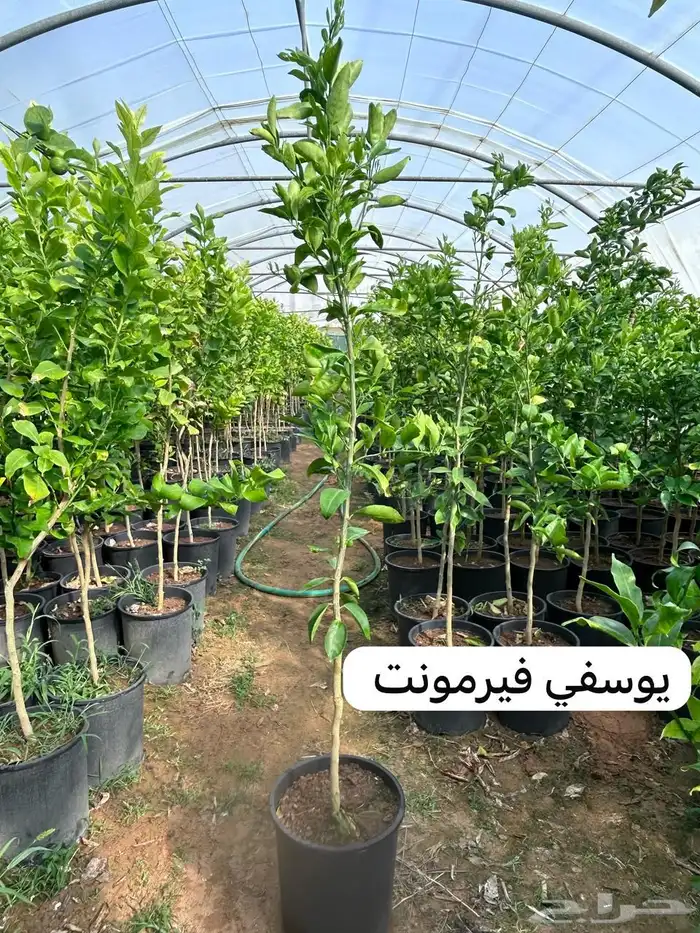 للبيع شتلات حمضيات 16
