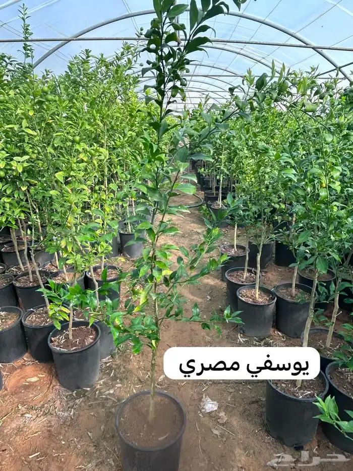 للبيع شتلات حمضيات 14