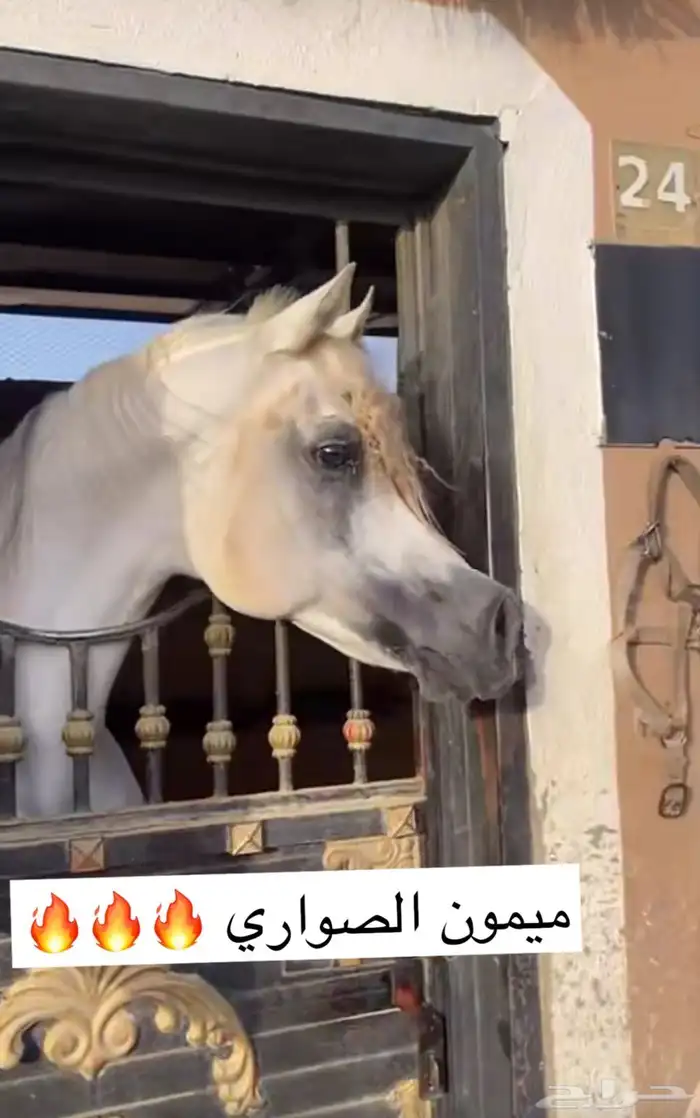 فرس ملكيه 1
