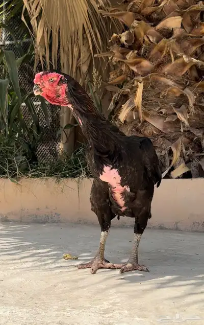 دجاجة فارسي (حجازي) مميزه ( تم البيع ) 0