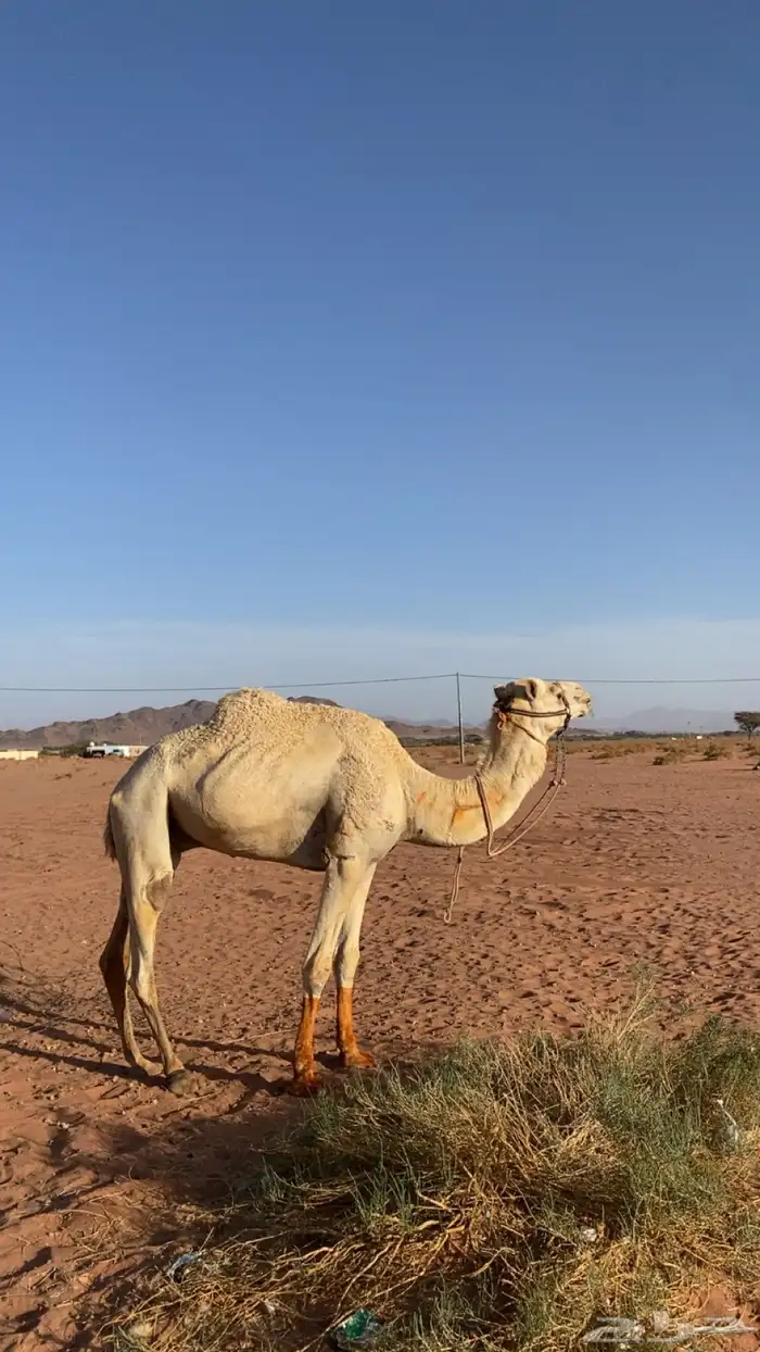 البيع جمل حر مدوب سنه اول ناب او ثني 0