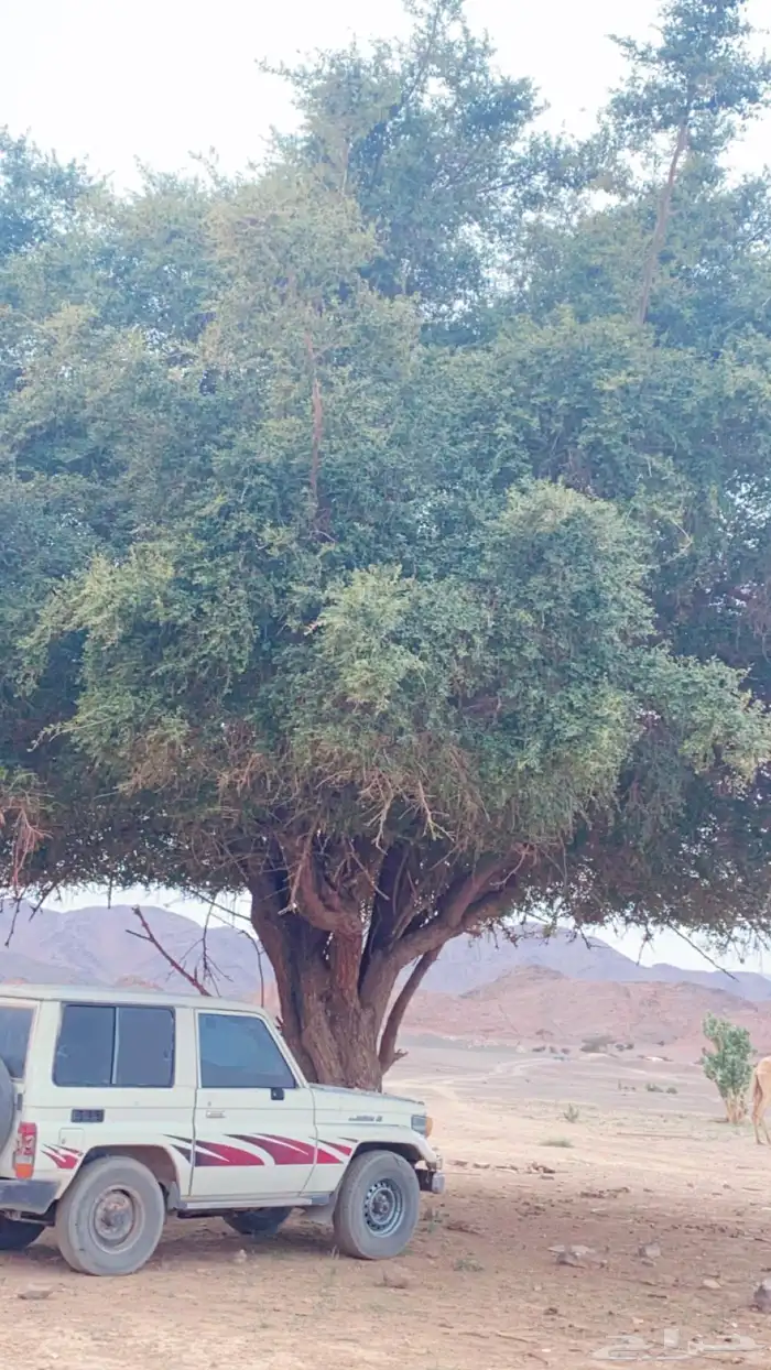 جيب ربع 97 شغال دق سلف وروح الى المكينه فيها تبخير 0
