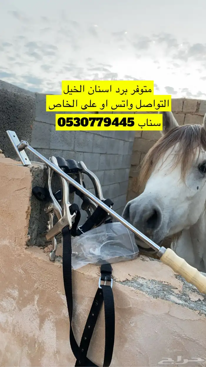 برد اسنان الخيل 1