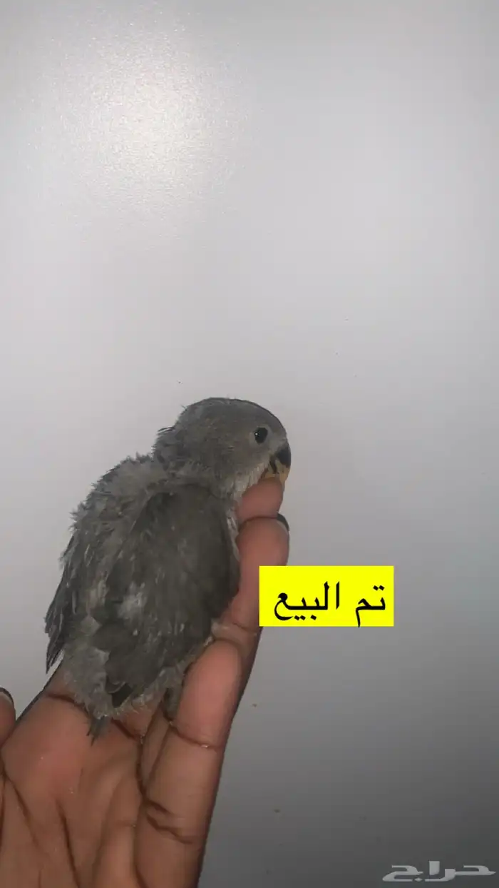 6 فروخ روز ( تم الببع ) 4