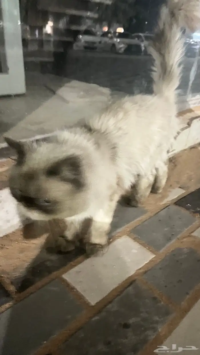 بسه ضايعه او متخلى عنه 1