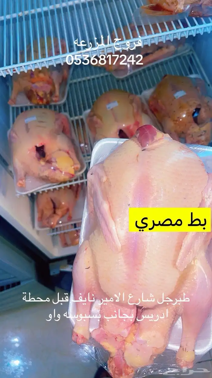 زغليل - بط - وز - دجاج 7