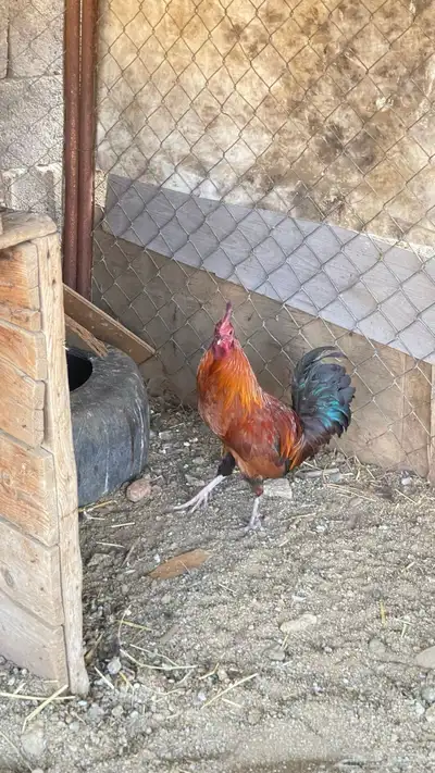 ديكين بلدي عربي 2