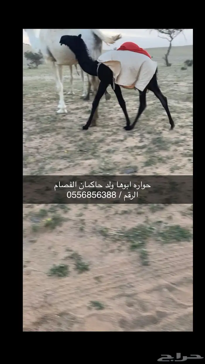 حواره كفو ابوها ولد حاكمان الفصام 0