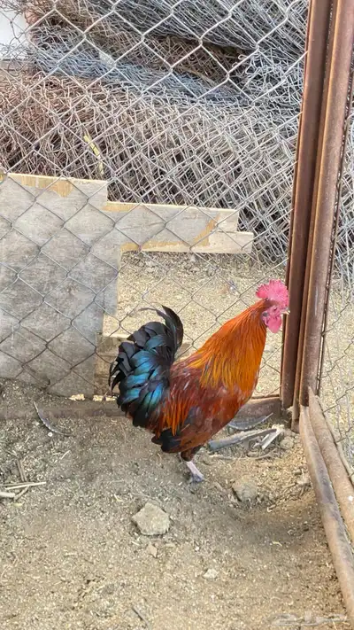 ديكين بلدي عربي 1