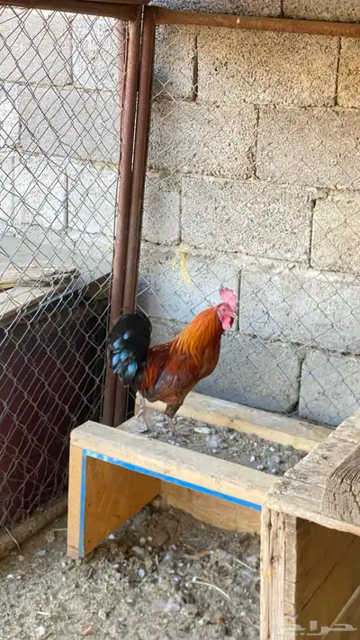 ديكين بلدي عربي 4