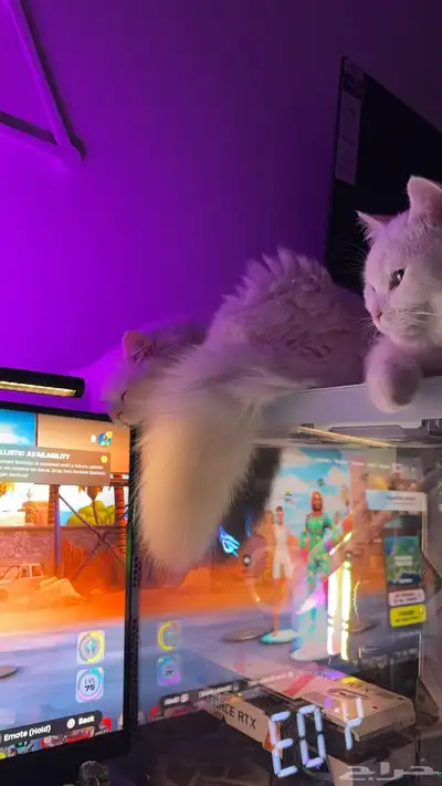 قطط للبيع 6