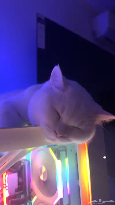 قطط للبيع 1