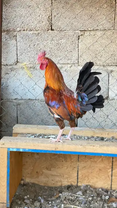 ديكين بلدي عربي 0