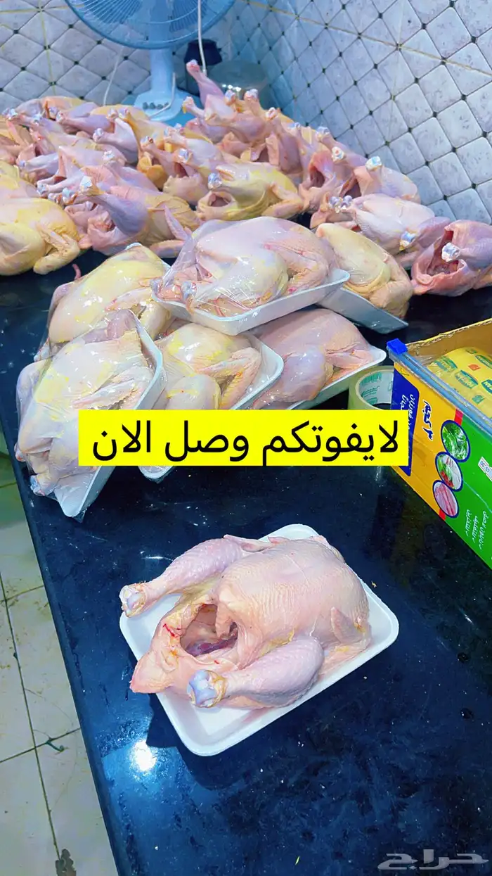 زغليل - بط - وز - دجاج 9