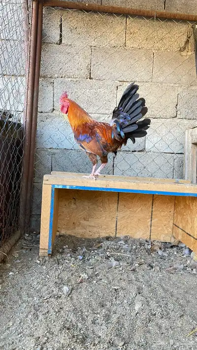 ديكين بلدي عربي 3