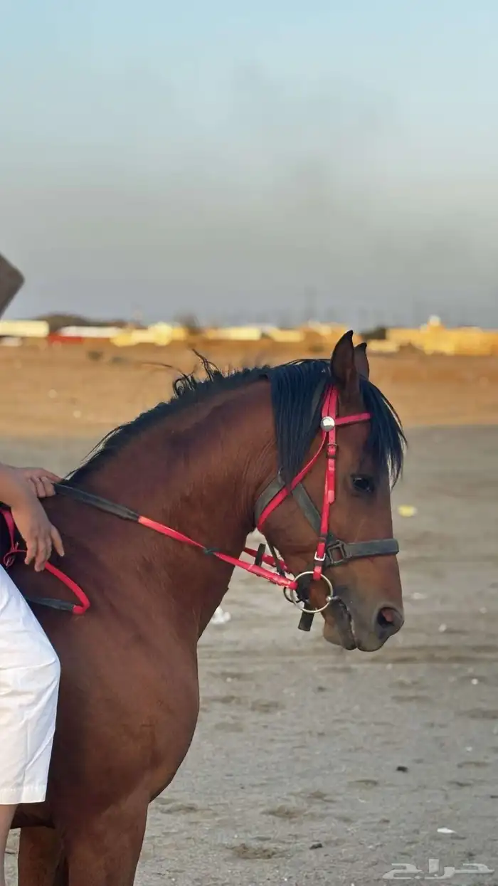 حصان 2