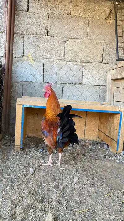 ديكين بلدي عربي 5