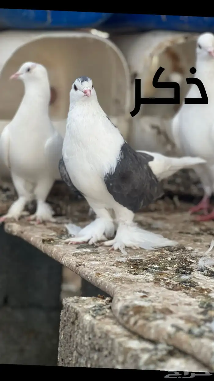 زوج حمام شيرازي 0