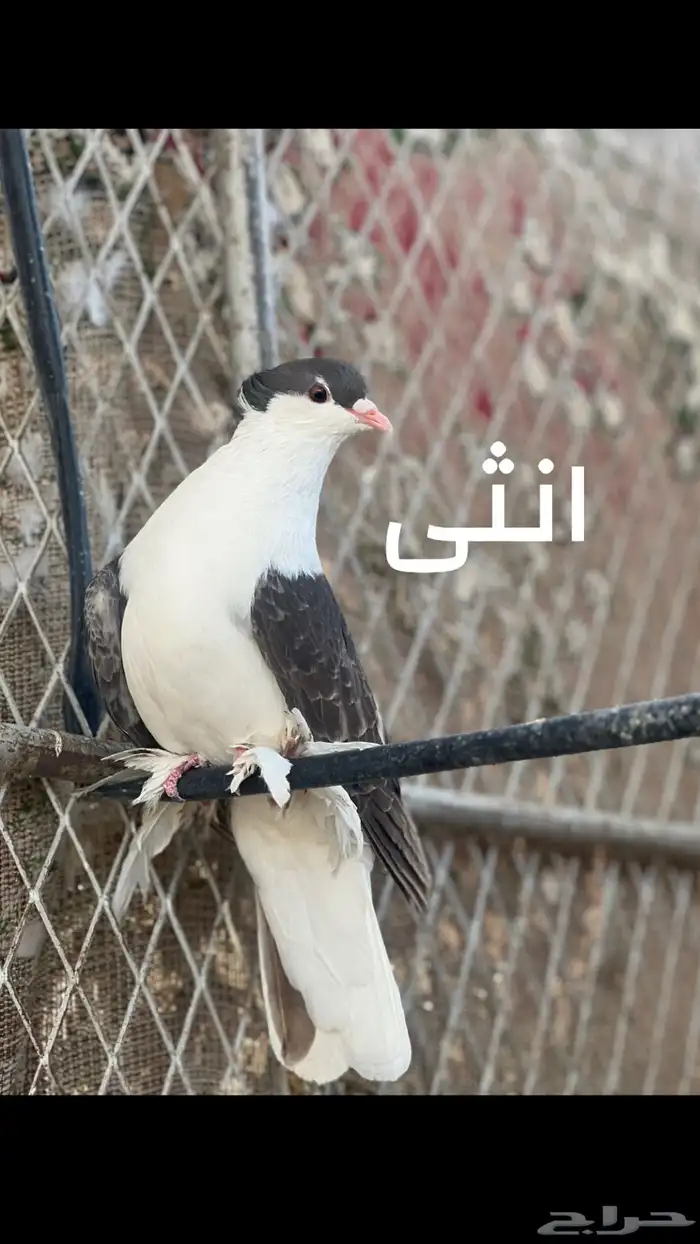 زوج حمام شيرازي 1