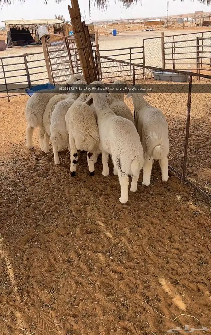 طليان حرية 0