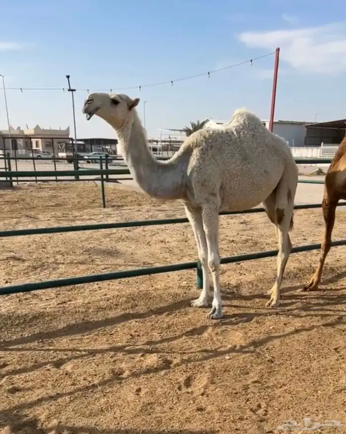 بكره باتليه وضحاء منوة القناي ( تم البيع ) 1