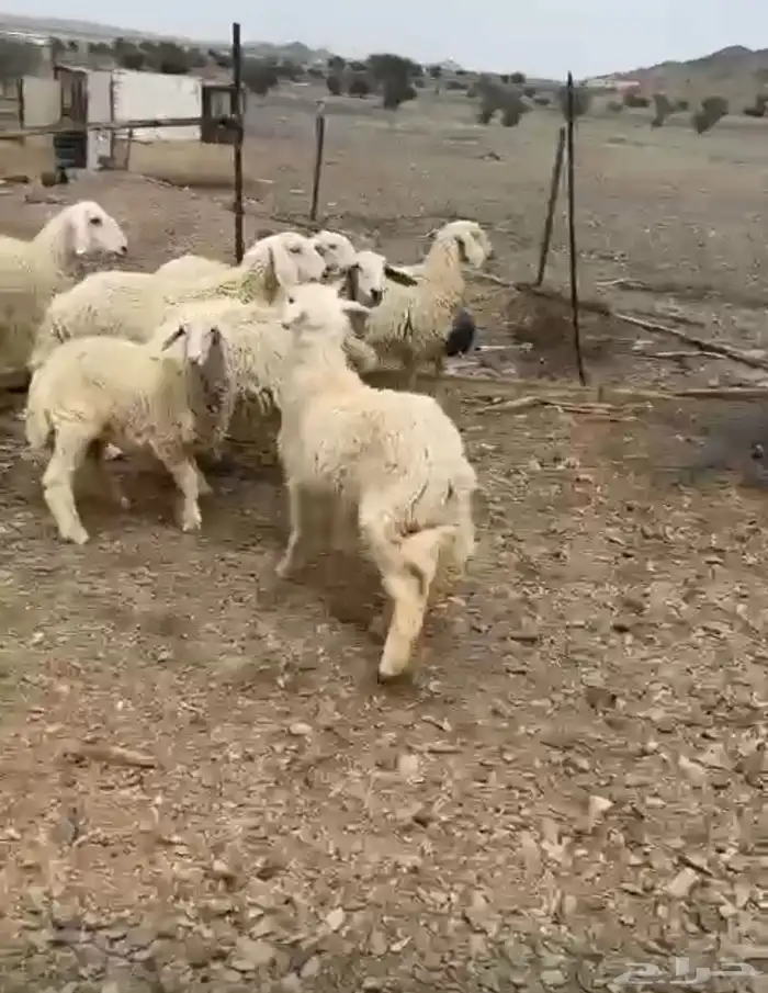 ضان للبيع 4