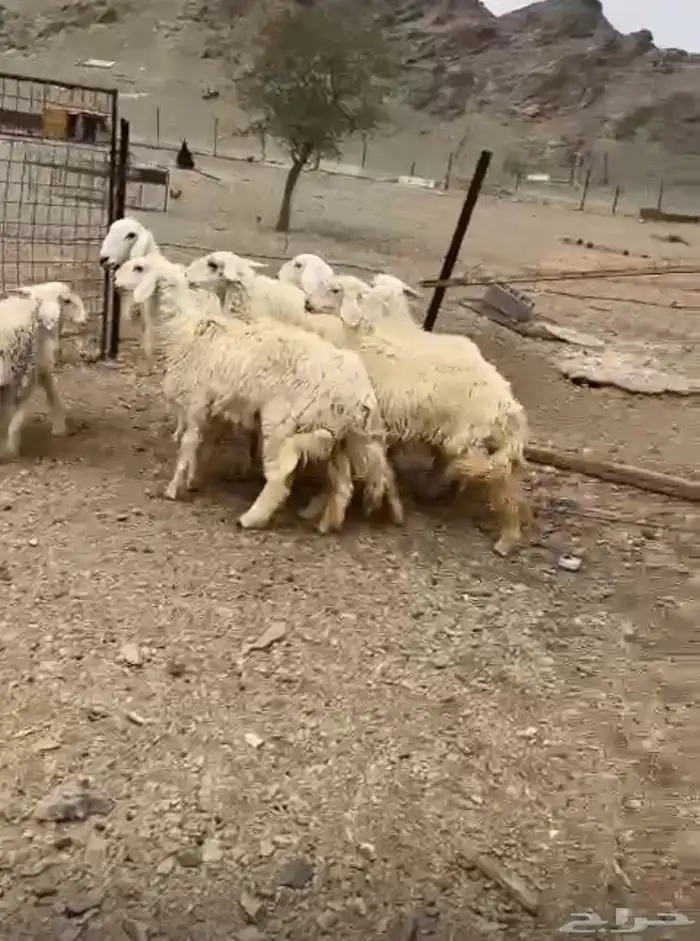 رخال 1
