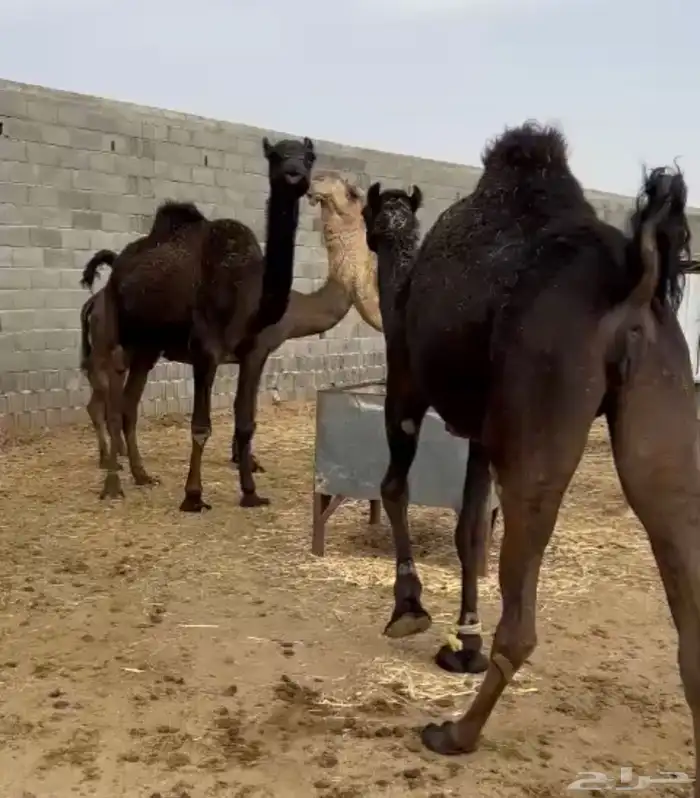 بعير وابل للبيع 0